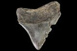 Juvenile Megalodon Tooth - Georgia #91121-1